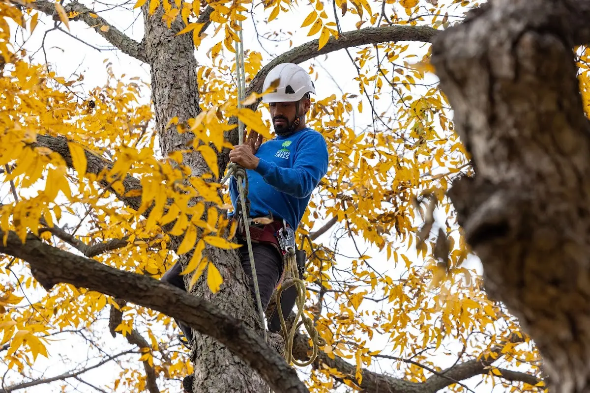 Skilled Tree Planing crew working in Hudson